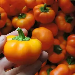 بذر فلفل دلمه ای بشقابی نارنجی