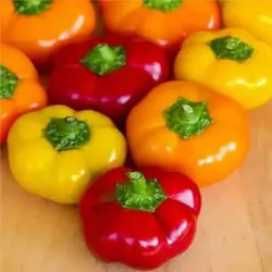 بذر فلفل دلمه ای بشقابی نارنجی