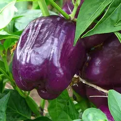 بذر فلفل دلمه ای بنفش