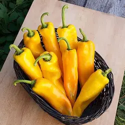 بذر فلفل دلمه ای زرد ایتالیایی (فلفل کبابی)