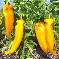 بذر فلفل دلمه ای زرد ایتالیایی (فلفل کبابی)