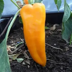 بذر فلفل دلمه ای زرد ایتالیایی (فلفل کبابی)