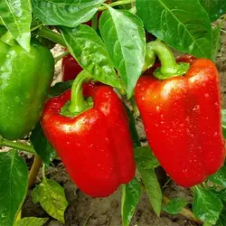 بذر فلفل دلمه ای قرمز