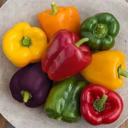 بذر فلفل دلمه ای میکس