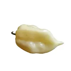 بذر فلفل روح سفید