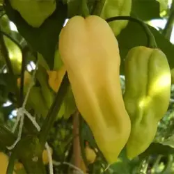 بذر فلفل روح سفید
