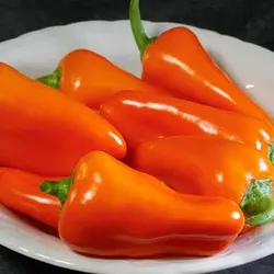 بذر فلفل سانتافه نارنجی