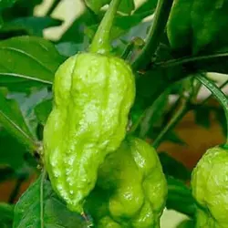 بذر فلفل سبز چروکیده