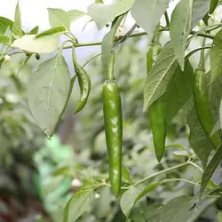 بذر فلفل سبز خیلی تند