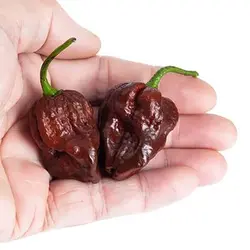بذر فلفل شکلاتی