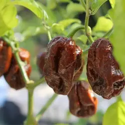 بذر فلفل شکلاتی