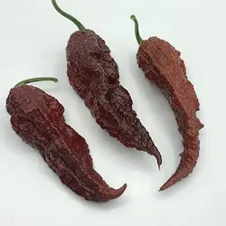 بذر فلفل عقربی شکلاتی تند