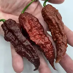 بذر فلفل عقربی شکلاتی تند