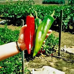 بذر فلفل غول پیکر بیگ جیم
