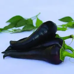 بذر فلفل کوبانله سیاه