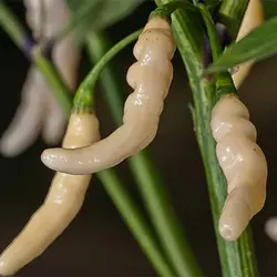 بذر فلفل گوسانو