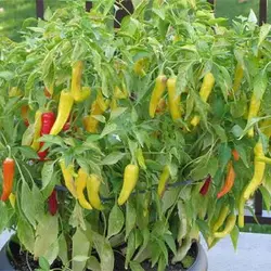 بذر فلفل مجارستانی تند