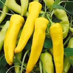 بذر فلفل موزی