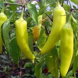 بذر فلفل موزی