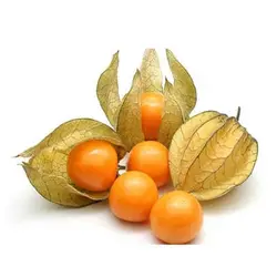 بذر فیسالیس زرد (عروسک پشت پرده)