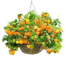 بذر فیسالیس زرد (عروسک پشت پرده)
