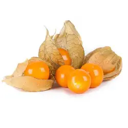 بذر فیسالیس زرد (عروسک پشت پرده)