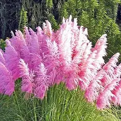 بذر کاملیا میکس