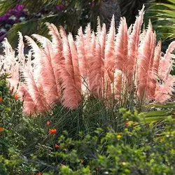 بذر کاملیا میکس