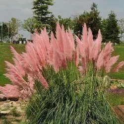 بذر کاملیا میکس