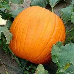 بذر کدو آجیلی