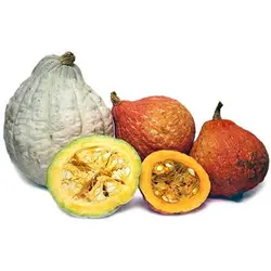 بذر کدو تنبل آبی هیوبارد