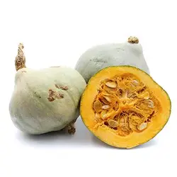 بذر کدو تنبل آبی هیوبارد