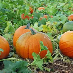 بذر کدو تنبل (کدو حلوایی)