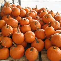 بذر کدو تنبل (کدو حلوایی)