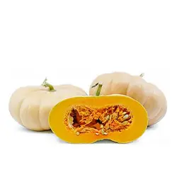 بذر کدو تنبل انجیری