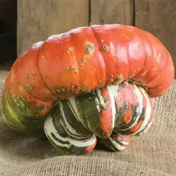 بذر کدو تنبل توربن ها
