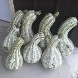 بذر کدو تنبل سبوی دار کاساوو