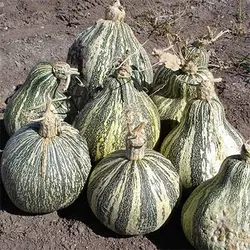 بذر کدو تنبل سبوی دار کاساوو