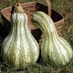 بذر کدو تنبل سبوی دار کاساوو