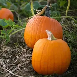 بذر کدو تنبل کوچک شیرین