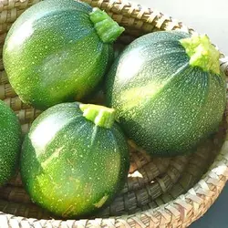 بذر کدو توپی سبز تیره