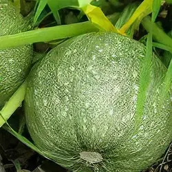 بذر کدو توپی سبز تیره