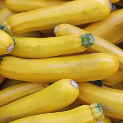 بذر کدو زرد