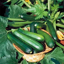 بذر کدو سبز تیره
