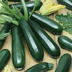 بذر کدو سبز تیره