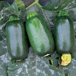 بذر کدو سبز تیره بیضی