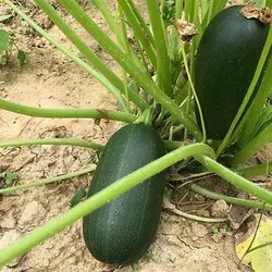 بذر کدو سبز تیره بیضی