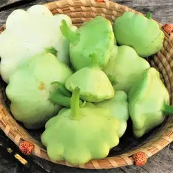 بذر کدو ستاره ای سبز