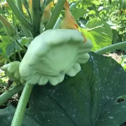 بذر کدو ستاره ای سبز