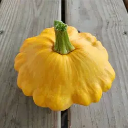 بذر کدو ستاره ای نارنجی